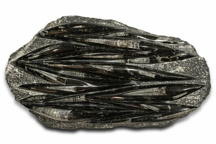 Polished Fossil Orthoceras (Cephalopod) Plate - Morocco #338340